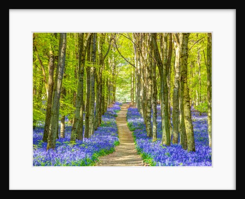 Bluebells by Assaf Frank